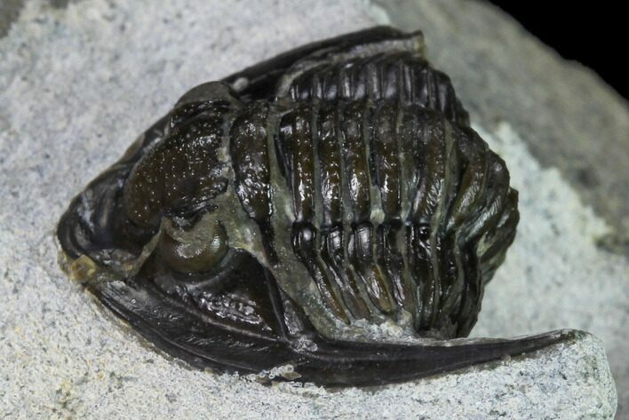 Bargain, Cornuproetus Trilobite Fossil - Issoumour, Morocco #164743